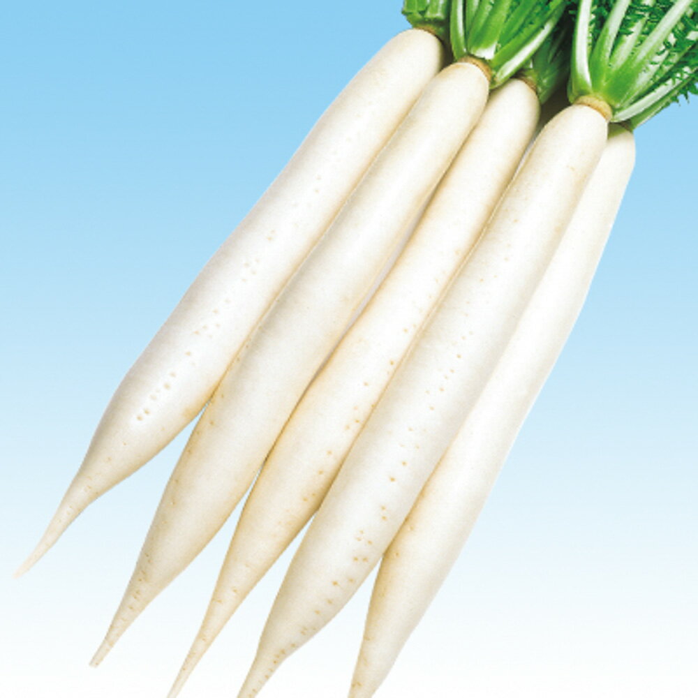 ����Ϻ 5��γ�ʥ�����3L�� �纬 �������� �������� F1 �渶�μ�� ���渶�μ�� �� ���� ���� �ۡ��̾�5�� 5�ΤĤ����ϥݥ����10�ܡ�