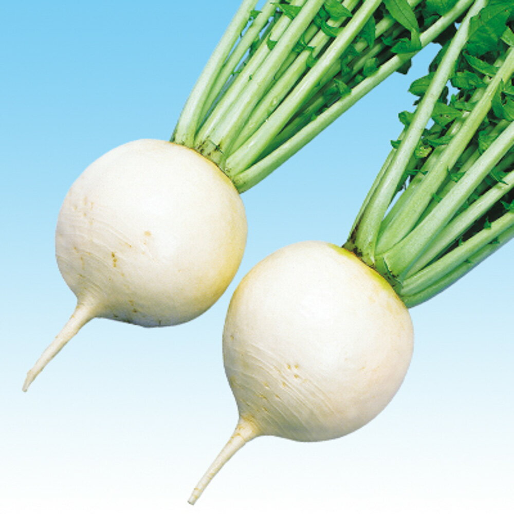 ��¿�ͷ� 5��γ�ʥ�����3L�� �纬 �������� �������� F1 �渶�μ�� ���渶�μ�� �� ���� ���� �ۡ��̾�5�� 5�ΤĤ����ϥݥ����10�ܡ�