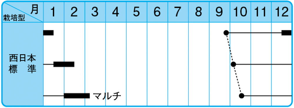 冬大将エース 5千粒（コート3L） 大根 ダイコン だいこん F1 中原採種場 【中原採...