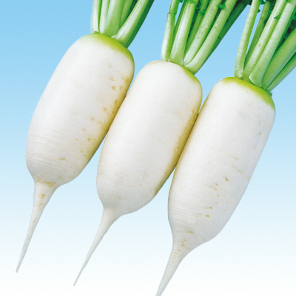 中型アルタリ 2dl 大根 ダイコン だいこん F1 中原採種場 【中原採種場 種 たね タネ 】【通常5倍 5の..