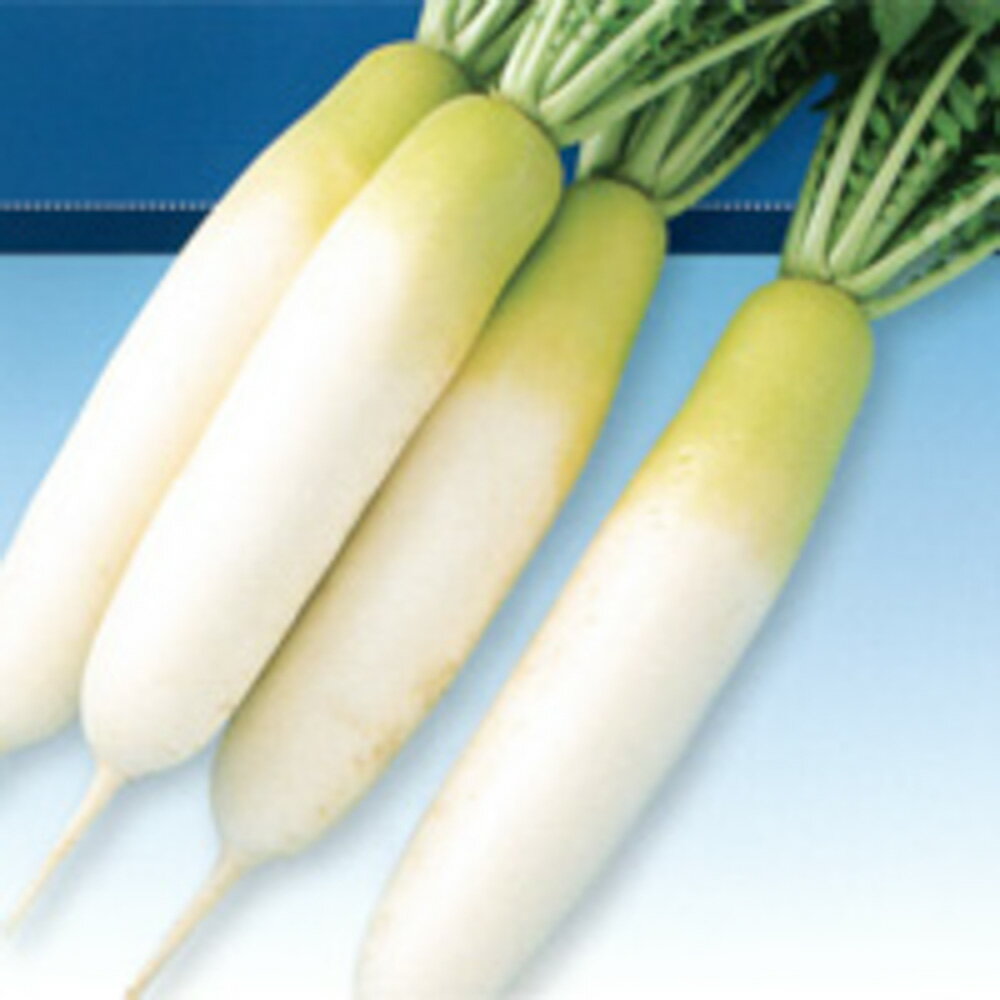 夏みどり5号 800粒 大根 ダイコン だいこん F1 中原採種場 【中原採種場 種 たね タネ 】【通常5倍 5のつく日はポイント10倍】