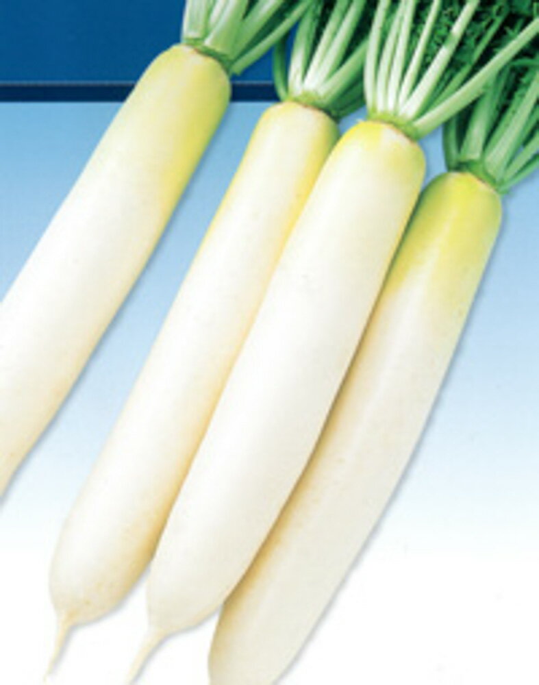 晩抽さみどり 5千粒（コート3L） 大根 ダイコン だいこん F1 中原採種場 【中原採種場 種 たね タネ 】..