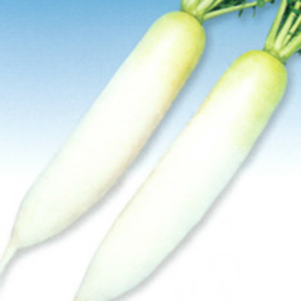 青首総太（長型） 1000粒 大根 ダイコン だいこん F1 中原採種場 【中原採種場 種 たね タネ 】【通常5倍 5のつく日はポイント10倍】