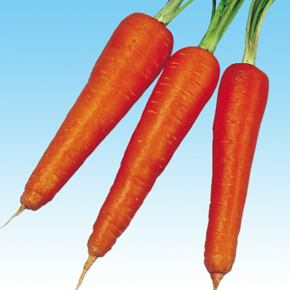 博多時無五寸 2dl ニンジン にんじん 人参 中原採種場 【中原採種場 種 たね タネ 】【通常5倍 5のつく..