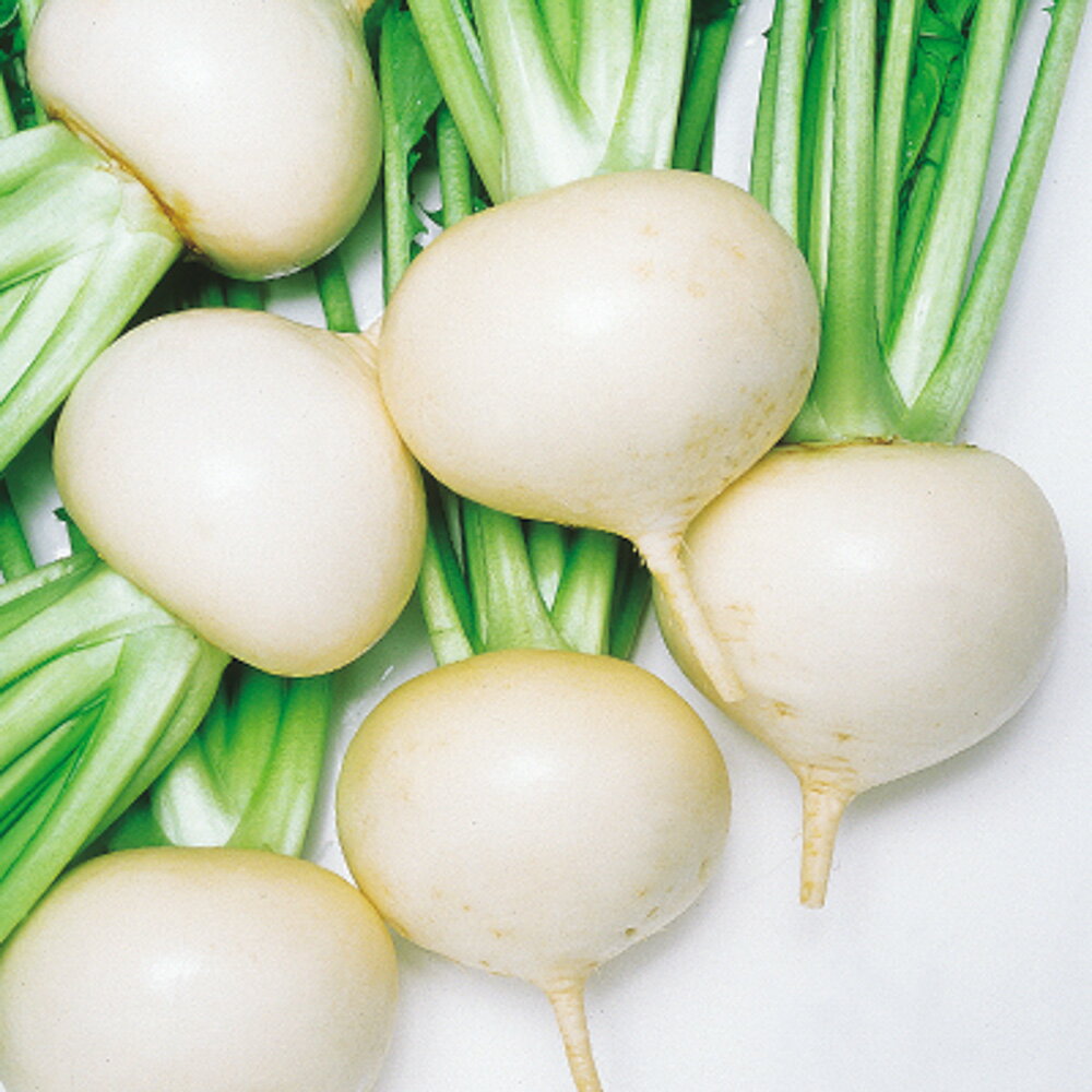 耐病性強く、小?中?大蕪どりができる！