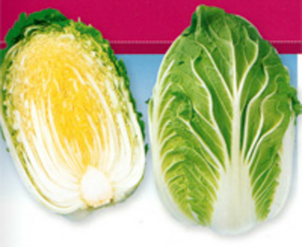 黄力75日 5千粒（コートL） 白菜 ハクサイ はくさい F1 中原採種場 【中原採種場 種 たね タネ 】【通常5倍 5のつく日はポイント10倍】