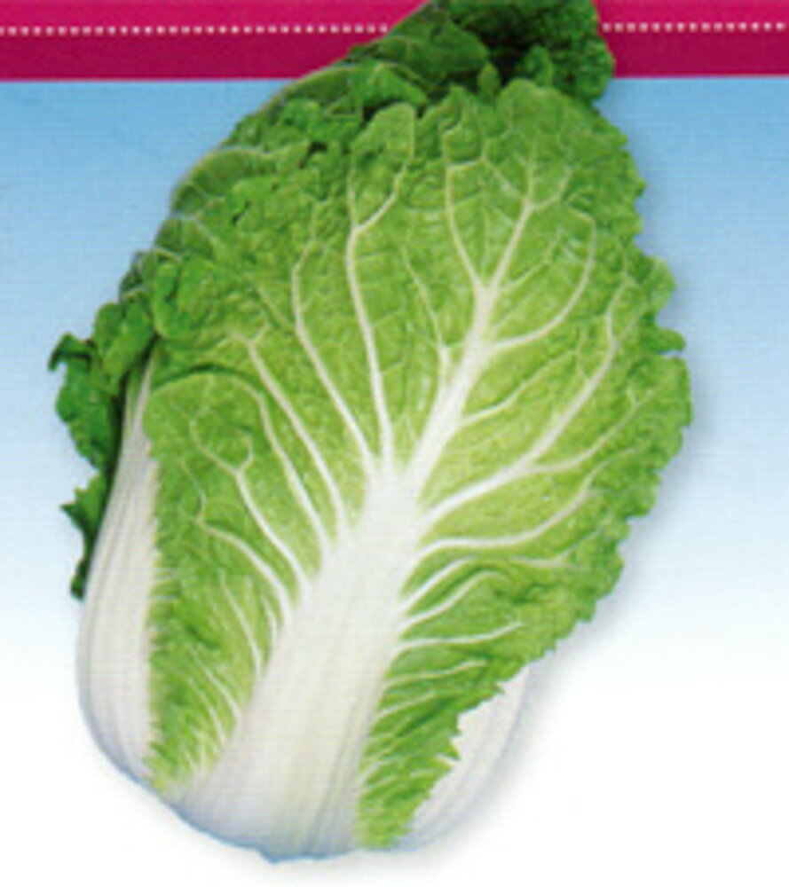 国宝65日 5千粒（コートL） 白菜 ハクサイ はくさい F1 中原採種場 【中原採種場 種 たね タネ 】【通常5倍 5のつく日はポイント10倍】