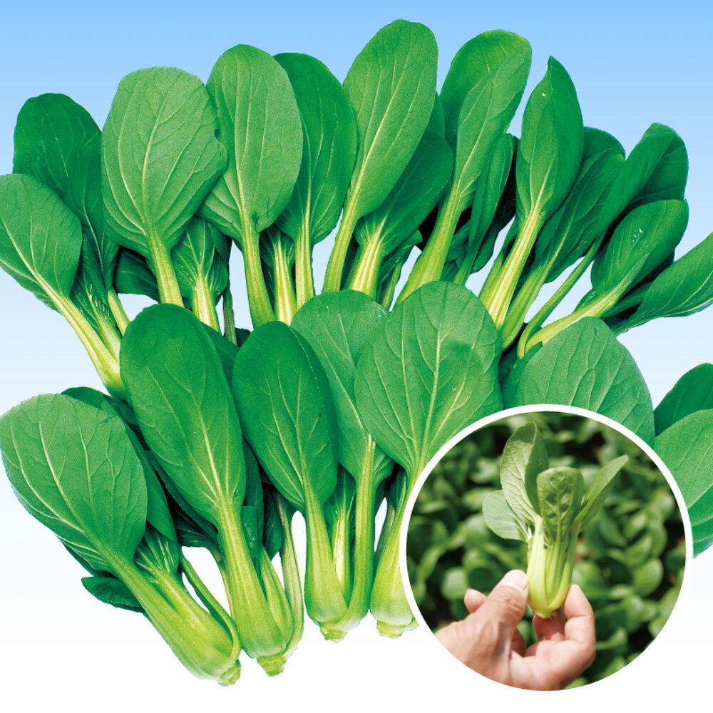 姫八仙 5千粒（コートL） 青梗菜 チンゲン菜 チンゲンサイ ちんげんさい F1 中原採種場 【中原採種場 ..