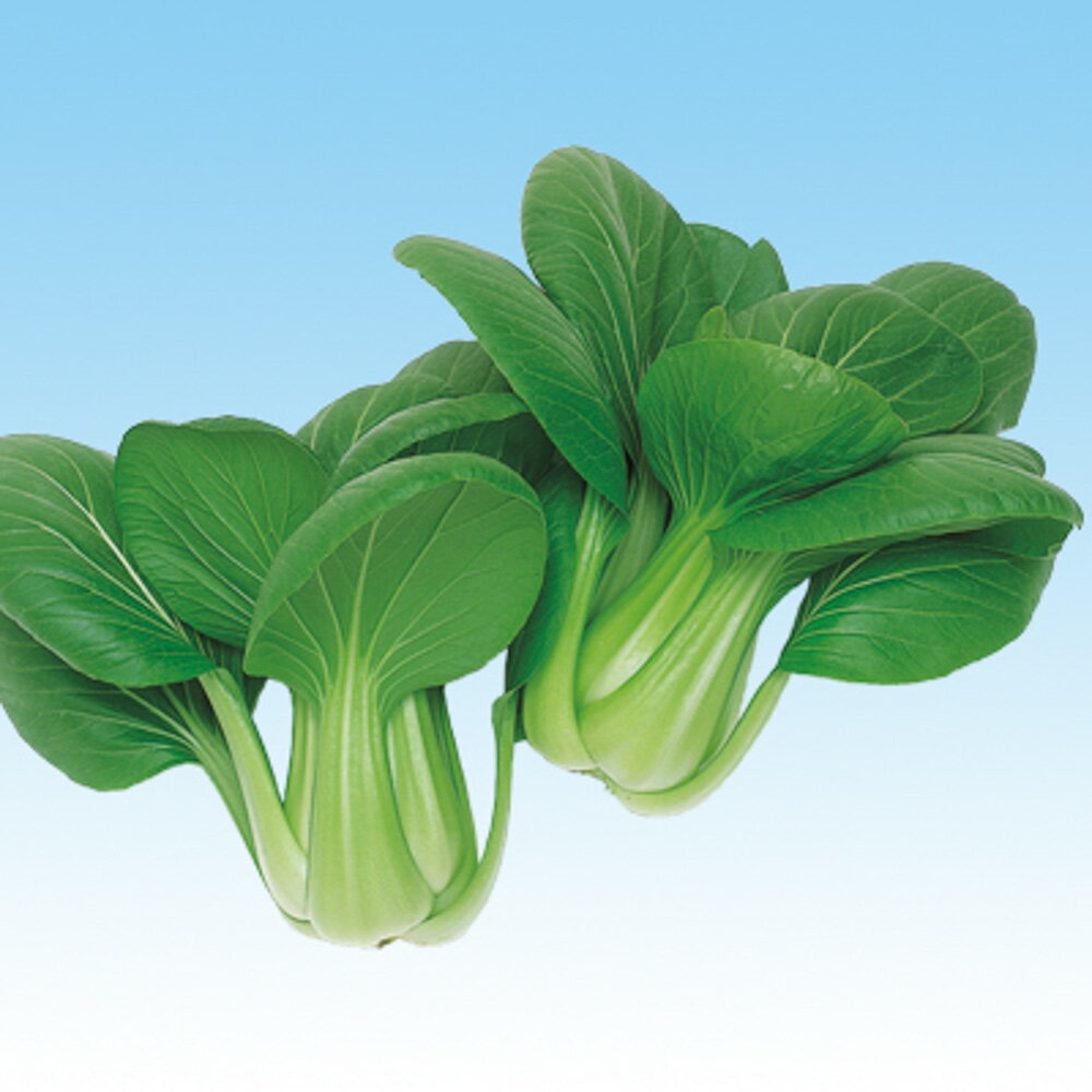 夏八仙 5千粒（コートL） 青梗菜 チンゲン菜 チンゲンサイ ちんげんさい F1 中原採種場 【中原採種場 種 たね タネ 】【通常5倍 5のつく日はポイント10倍】