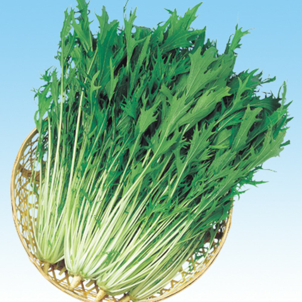 夏千緑水菜 2dl 水菜 ミズナ みずな 中原採種場 【中原採種場 種 たね タネ 】【通常5倍 5のつく日はポ..