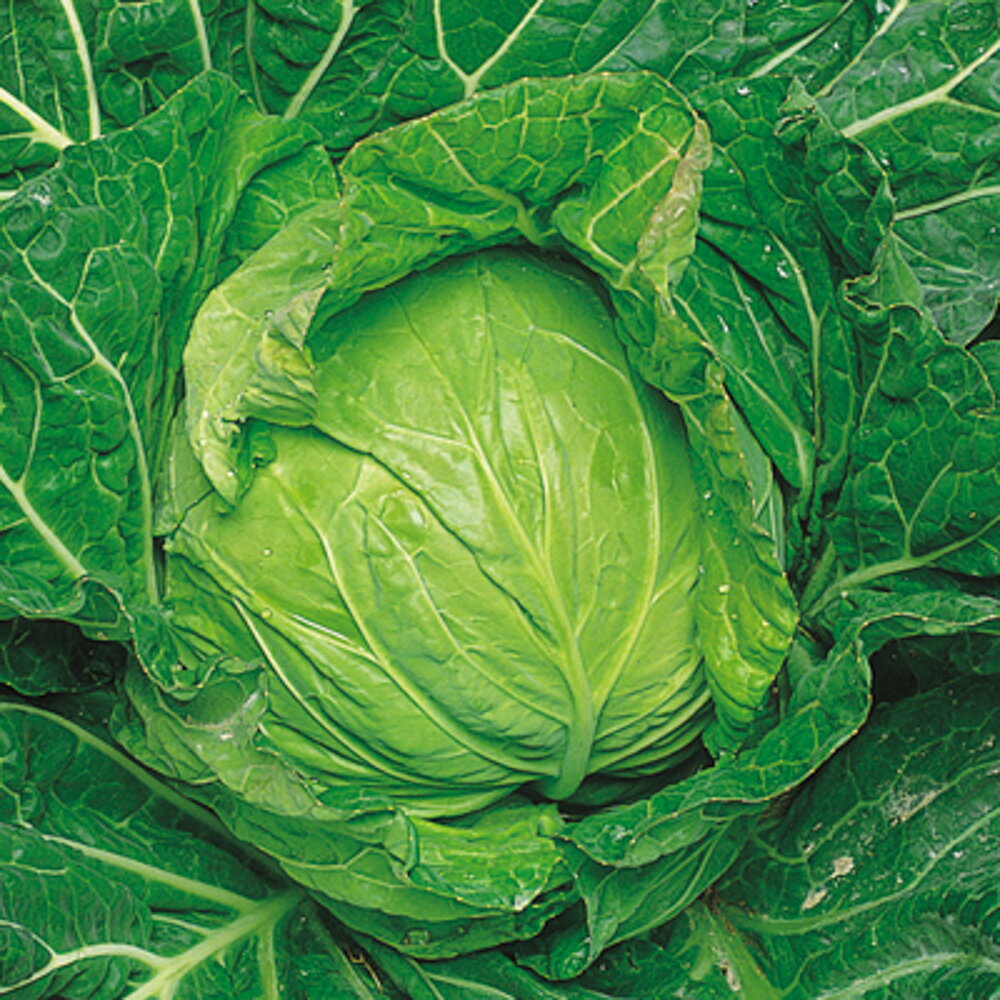 サワーグリーン 5千粒(コートL) キャベツ F1 中原採種場 【中原採種場 種 たね タネ 】【通常5倍 5のつく日はポイント10倍】