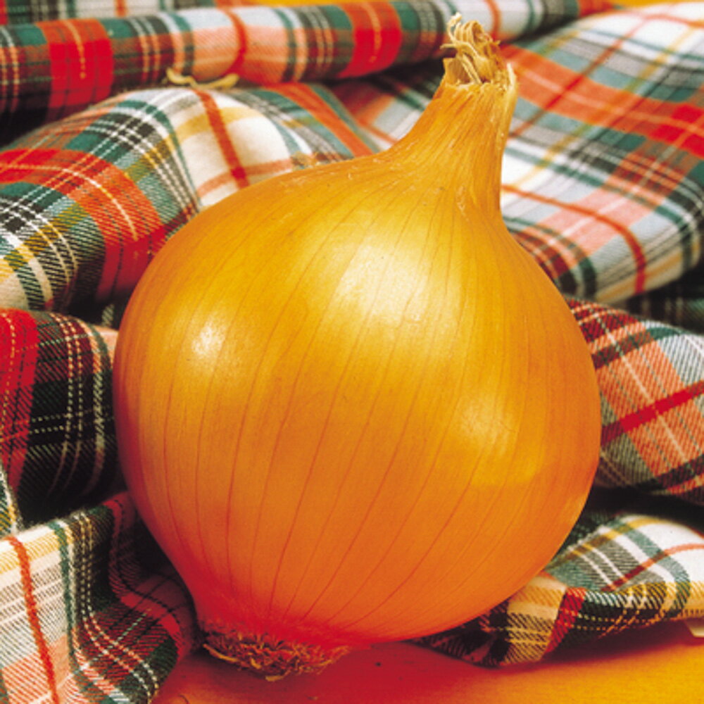 中生こがね 1万粒（コート2L） 玉ねぎ たまねぎ 玉葱 タマネギ F1 中原採種場 【中原採種場 種 たね タネ 】【通常5倍 5のつく日はポイント10倍】