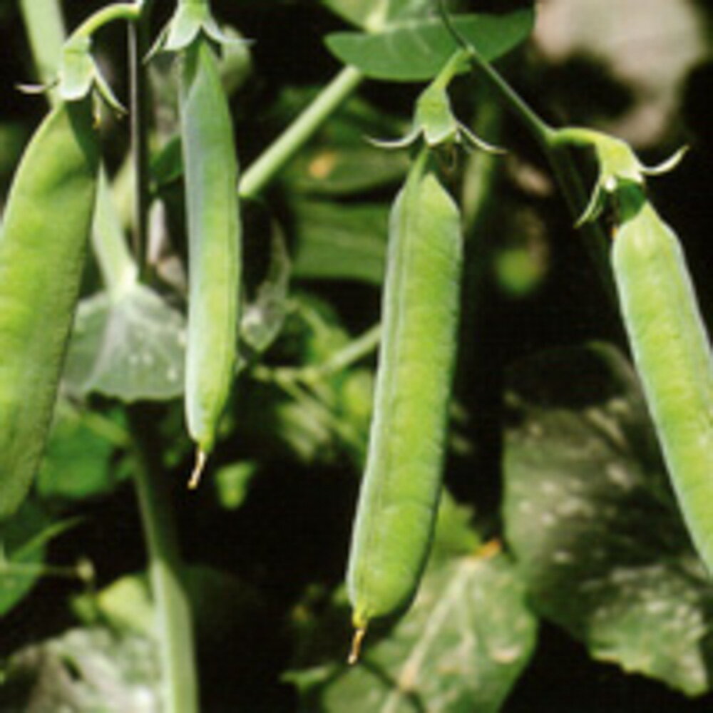 しまそだち2号 1l さやえんどう サヤエンドウ 莢豌豆 中原採種場 【中原採種場 種 たね タネ 】【通常5倍 5のつく日はポイント10倍】