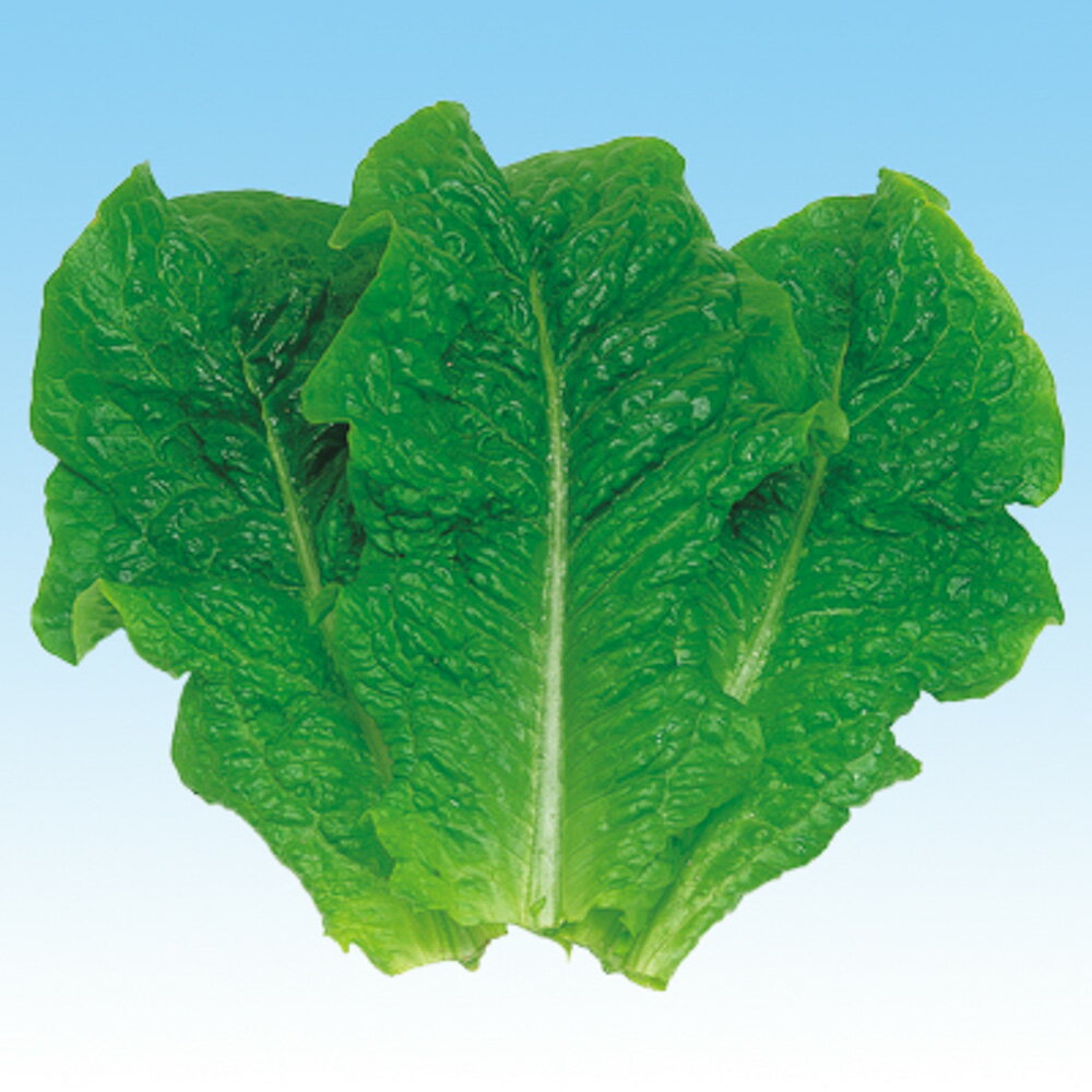 カルビーグリーン 5千粒(コートL) レタス 中原採種場 【中原採種場 種 たね タネ 】【通常5倍 5のつく日はポイント10倍】