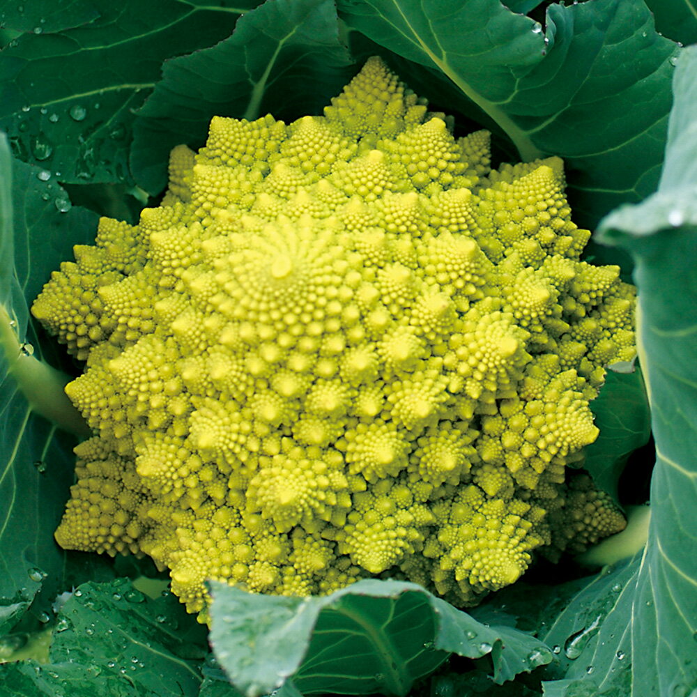 ミナレット花椰菜 千粒（コートL） カリフラワー F1 中原採種場 【中原採種場 種 たね タネ 】【通常5倍 5のつく日はポイント10倍】