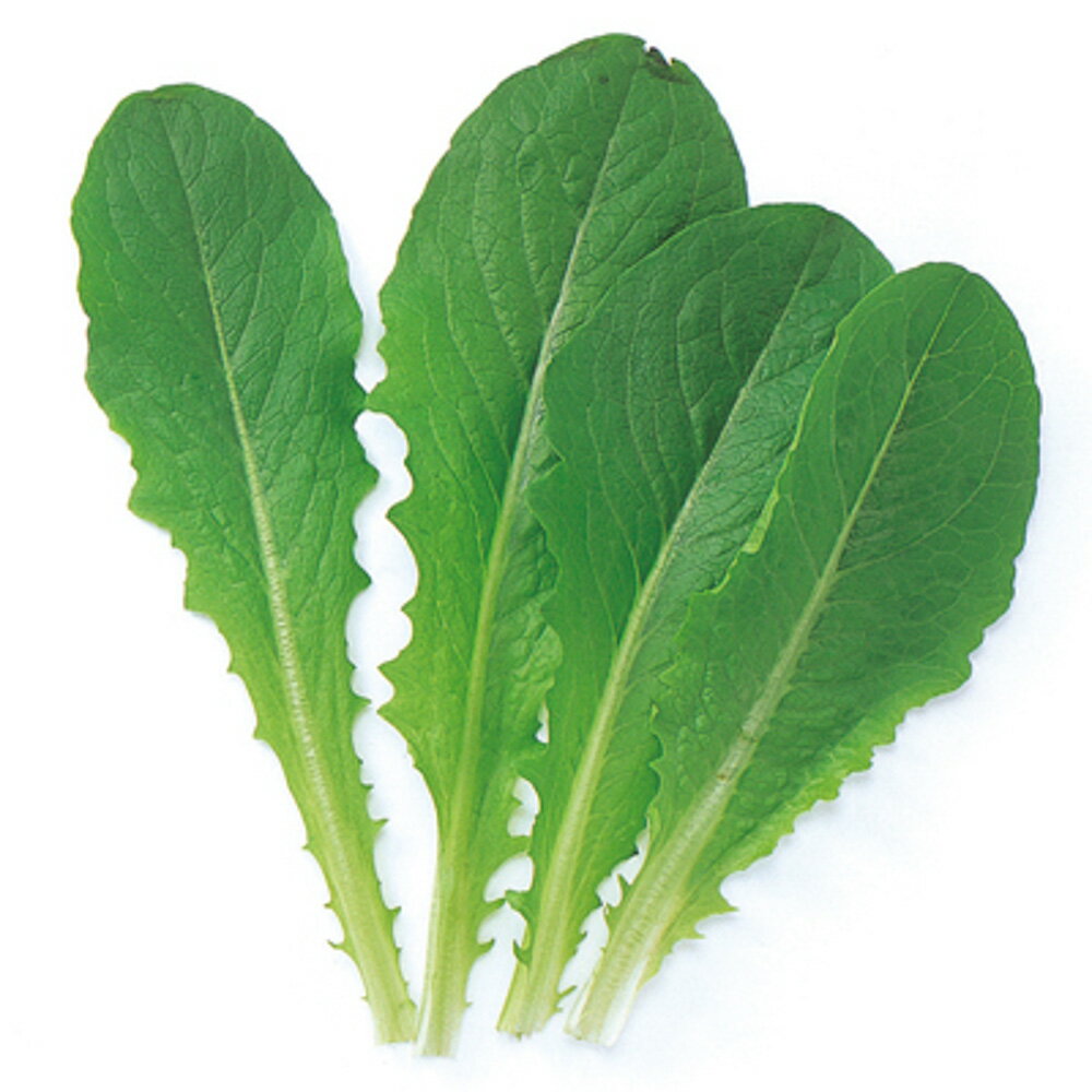 中原のベビーリーフシリーズ