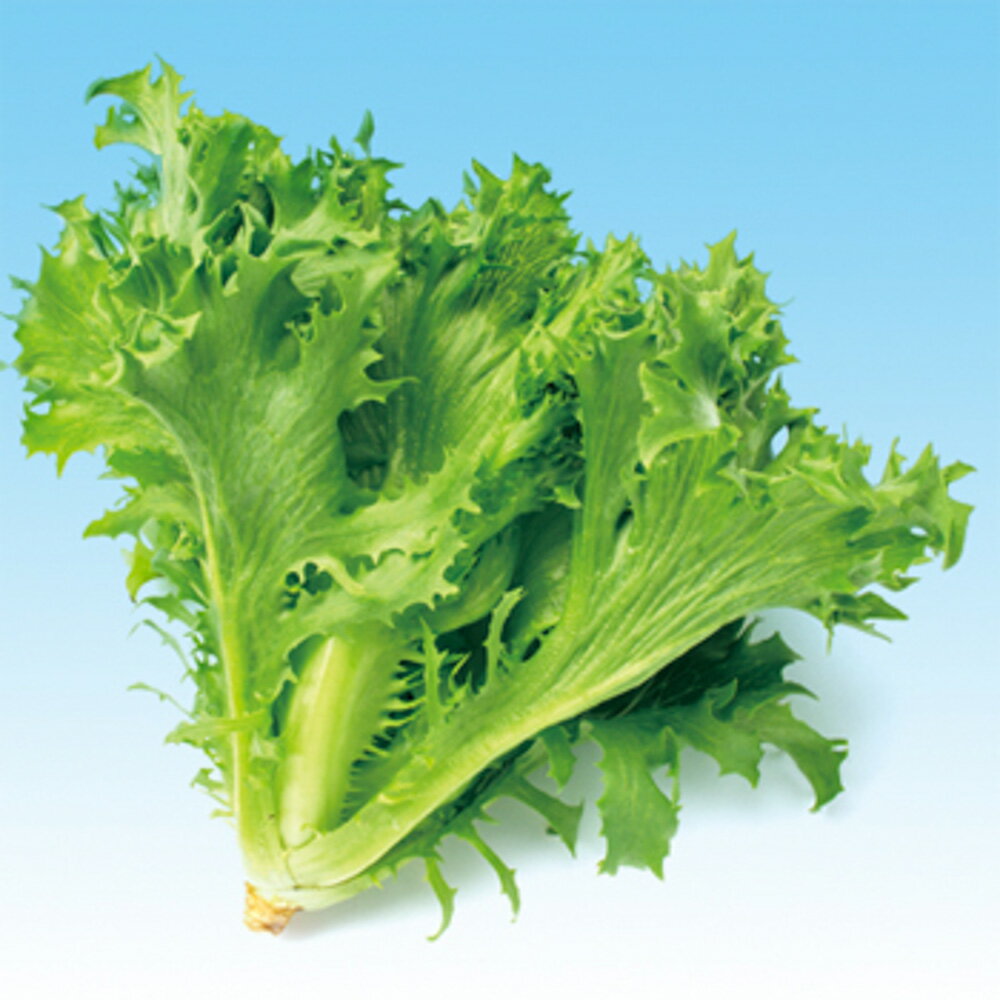 フリルレタス　L-122 5千粒（コートL） レタス 中原採種場 【中原採種場 種 たね タネ 】【通常5倍 5のつく日はポイント10倍】