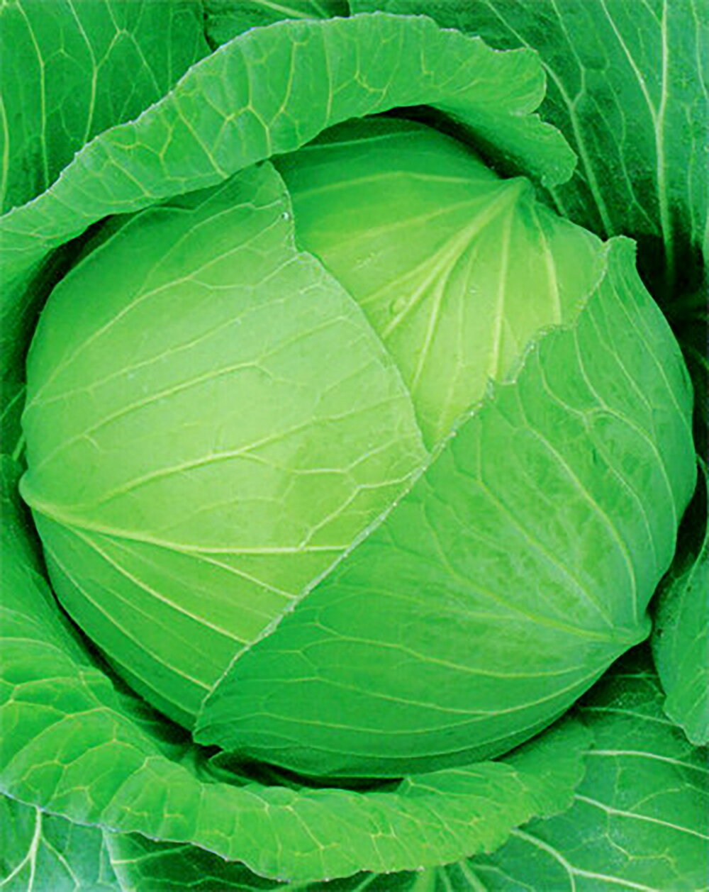 きよはる ペレット 5000粒 キャベツ ノウリン交配 【日本農林社 種 たね タネ 】【通常5倍 5のつく日はポイント10倍】