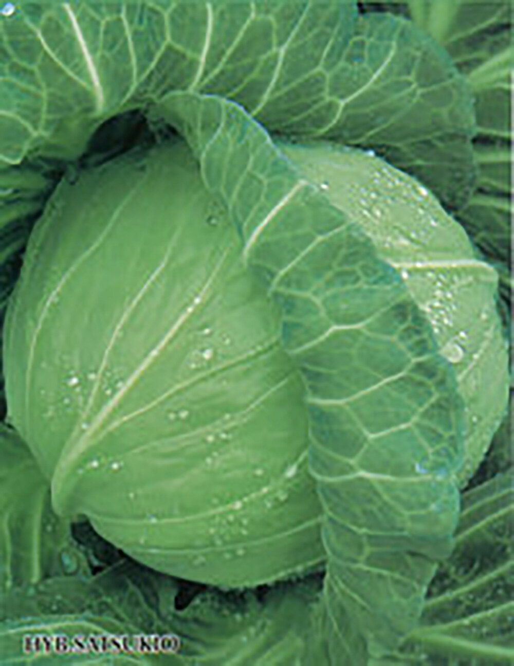 園藝 - さつき王 ペレット 5000粒 キャベツ ノウリン交配 【日本農林社 種 たね タネ 】【通常5倍 5のつく日はポイント10倍】◎