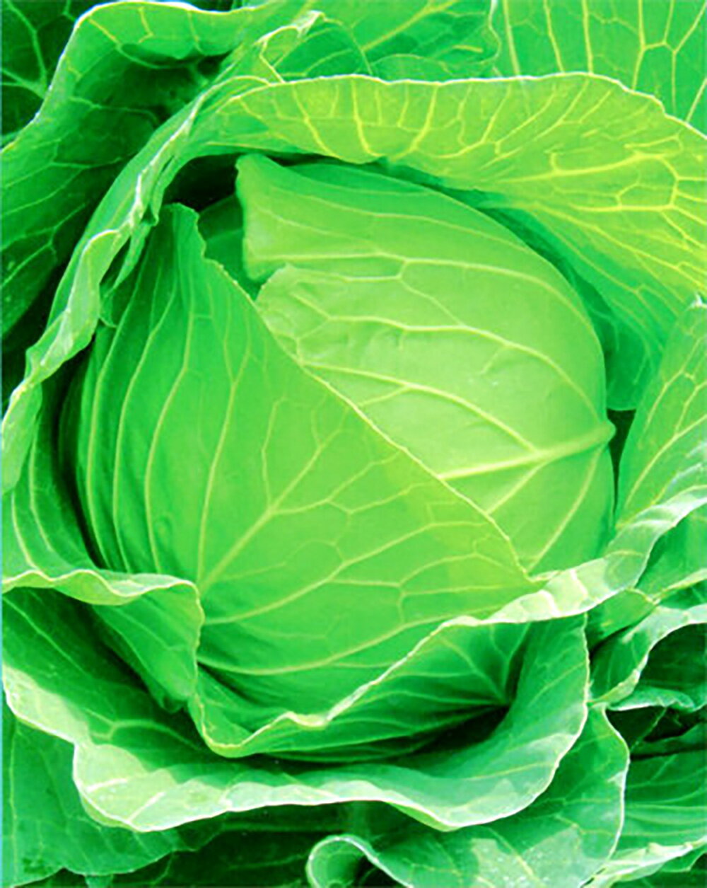 まつ吉 ペレット 5000粒 キャベツ ノウリン交配 【日本農林社 種 たね タネ 】【通常5倍 5のつく日はポ..