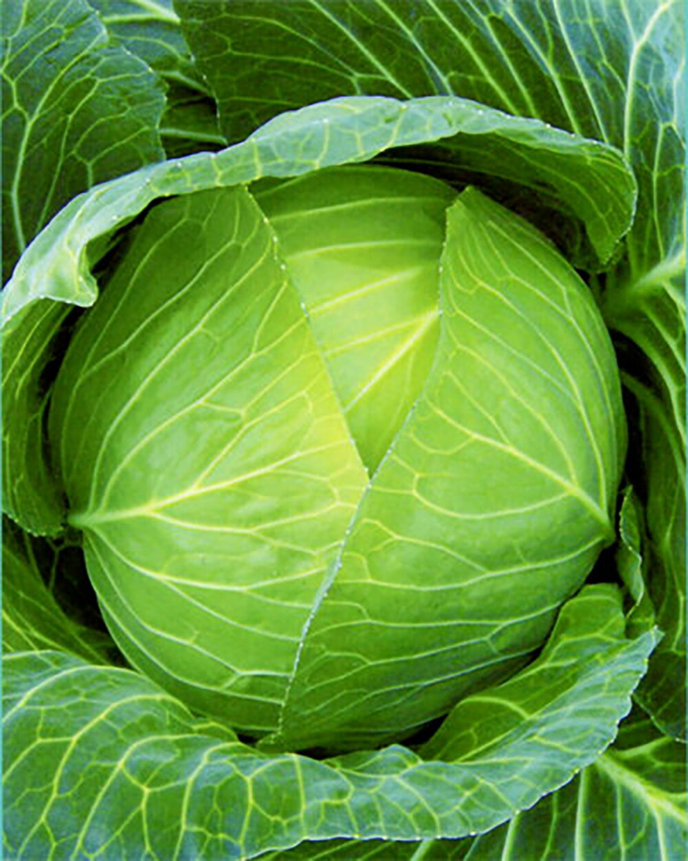 樂天商城 - はやかぜ ペレット 5000粒 キャベツ ノウリン交配 【日本農林社 種 たね タネ 】【通常5倍 5のつく日はポイント10倍】