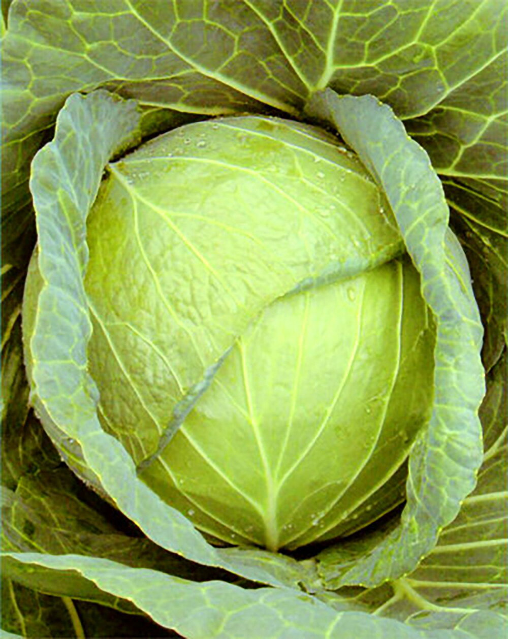 Gardening - 八宝 ペレット 5000粒 キャベツ ノウリン交配 【日本農林社 種 たね タネ 】【通常5倍 5のつく日はポイント10倍】