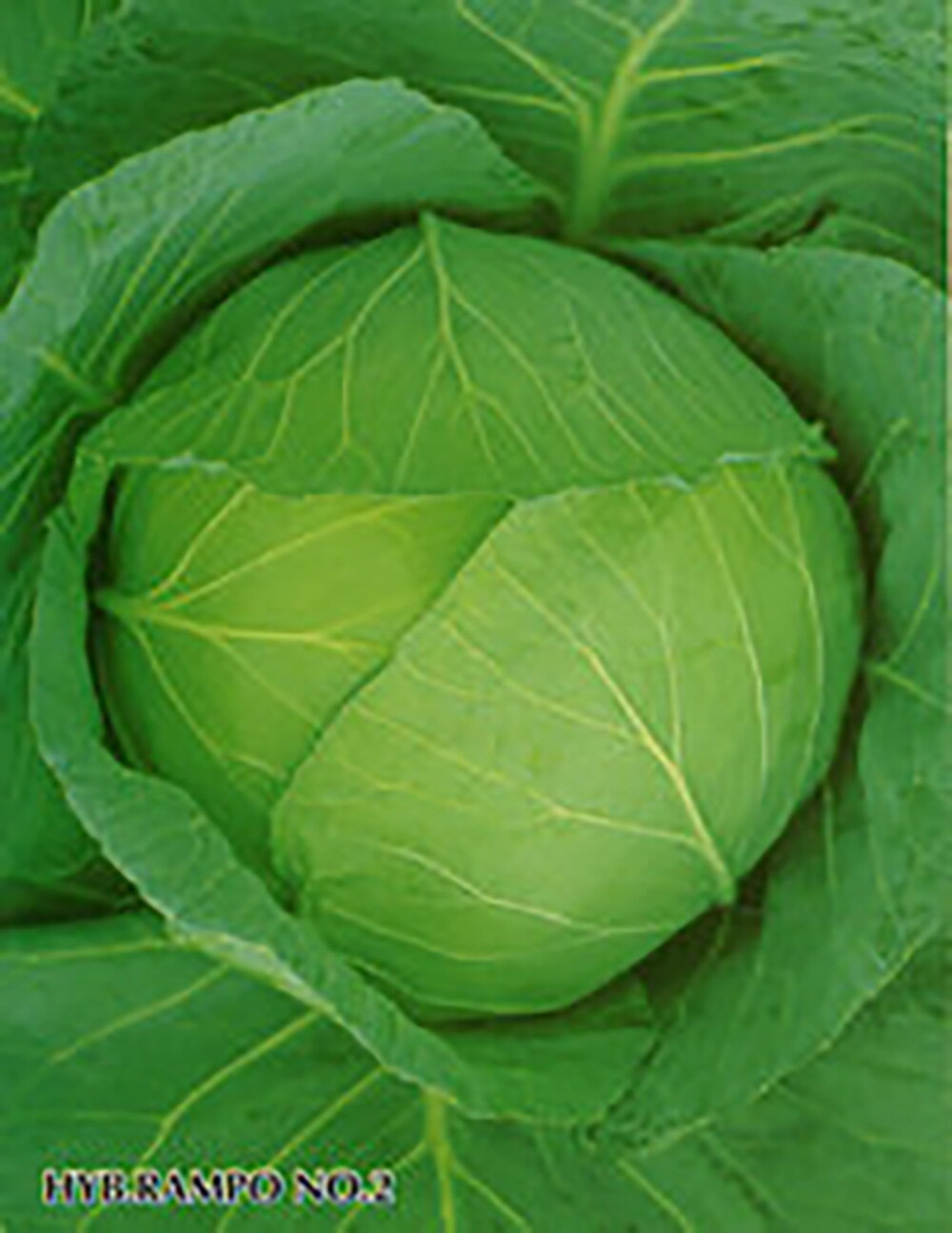 樂天商城 - 藍宝2号 ペレット 5000粒 キャベツ ノウリン交配 【日本農林社 種 たね タネ 】【通常5倍 5のつく日はポイント10倍】