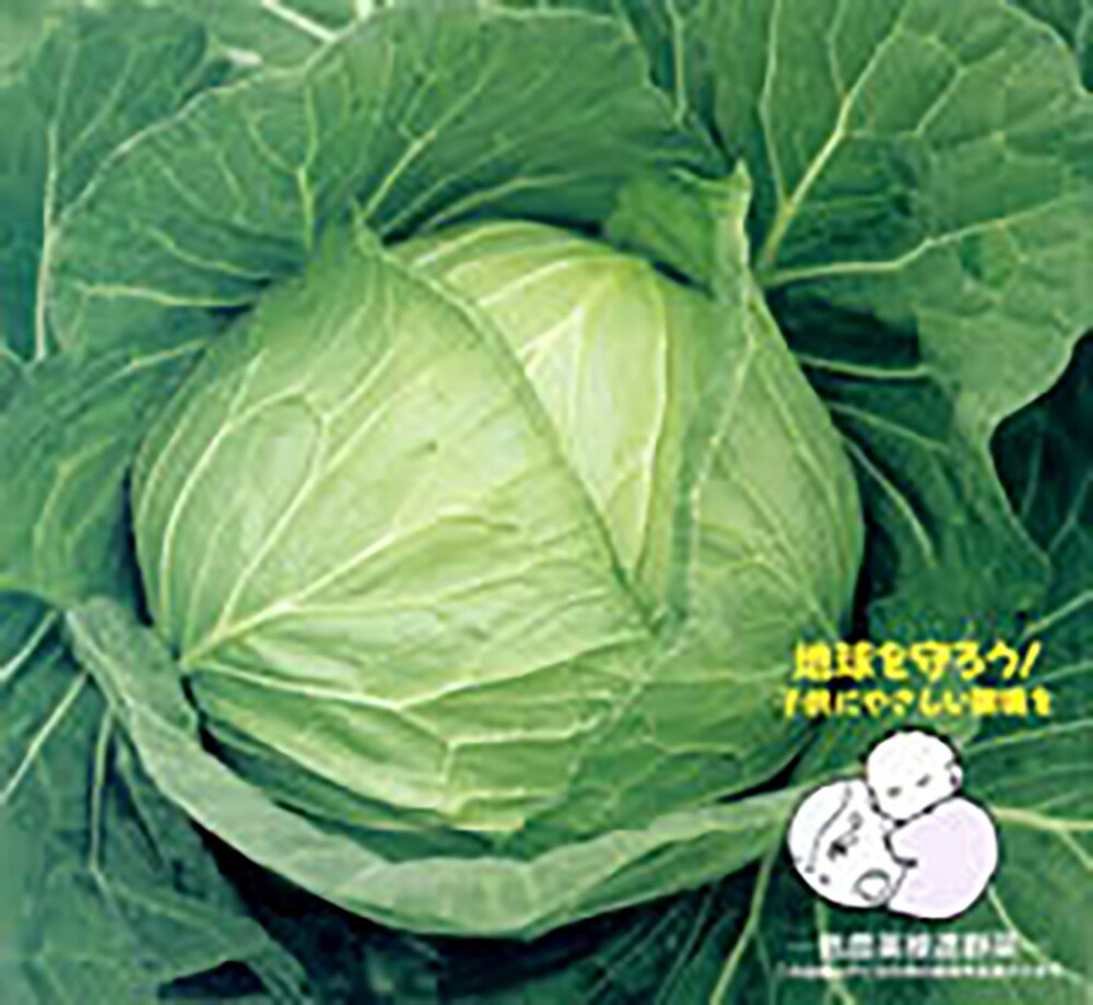 樂天商城 - YCR多恵 キダネFC 2500粒 キャベツ ノウリン交配 【日本農林社 種 たね タネ 】【通常5倍 5のつく日はポイント10倍】