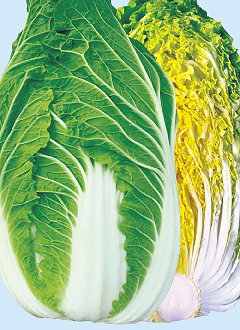 樂天商城 - あきめき ペレット 5000粒 白菜 ハクサイ はくさい ノウリン交配 【日本農林社 種 たね タネ 】【通常5倍 5のつく日はポイント10倍】