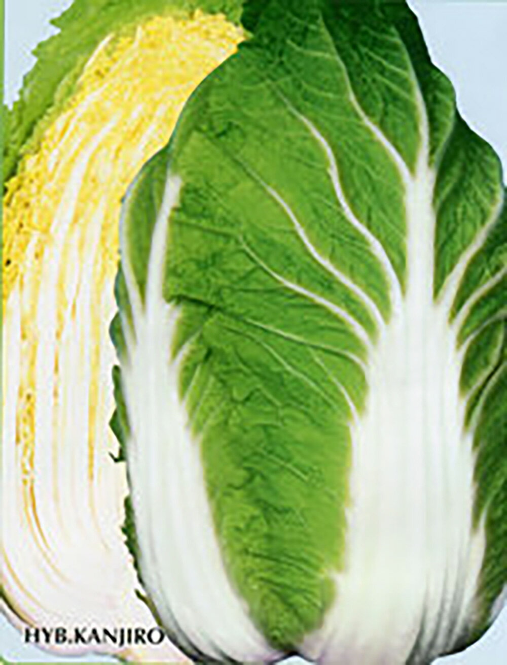 寒次郎 ペレット 5000粒 白菜 ハクサイ はくさい ノウリン交配 【日本農林社 種 たね タネ 】【通常5倍..