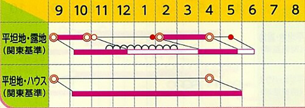 江戸の小町 キダネFC 2dl 小松菜 コマツナ こまつな ノウリン交配 【日本農林社 種...