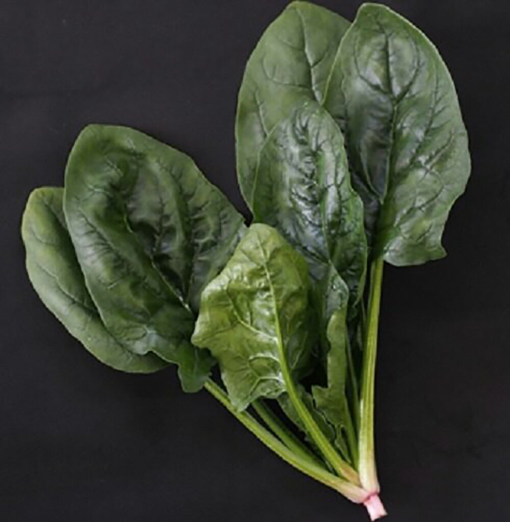 エスパーダ(Z-61) 3万粒M ほうれん草 法蓮草 ホウレンソウ ほうれんそう ノウリン交配 【日本農林社 種 たね タネ 】【通常5倍 5のつく日はポイント10倍】