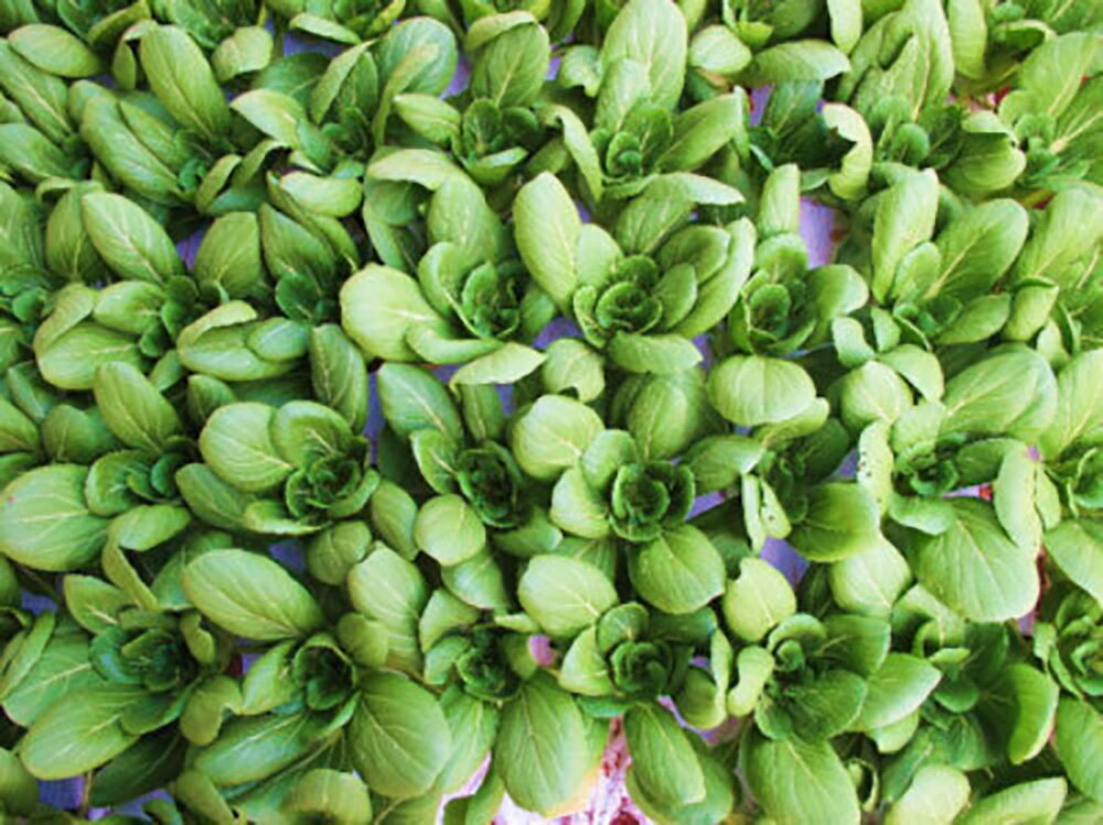 セイロン(青龍) ペレット 5000粒 青梗菜 チンゲン菜 チンゲンサイ ちんげんさい ノ...