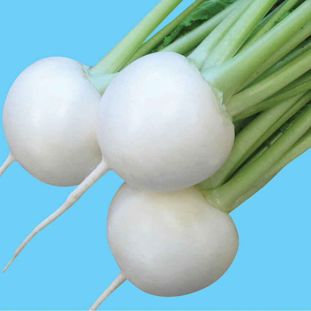 CRきらりん キダネFC 20ml かぶ カブ 蕪 ノウリン交配 【日本農林社 種 たね タネ 】【通常5倍 5のつく日はポイント10倍】