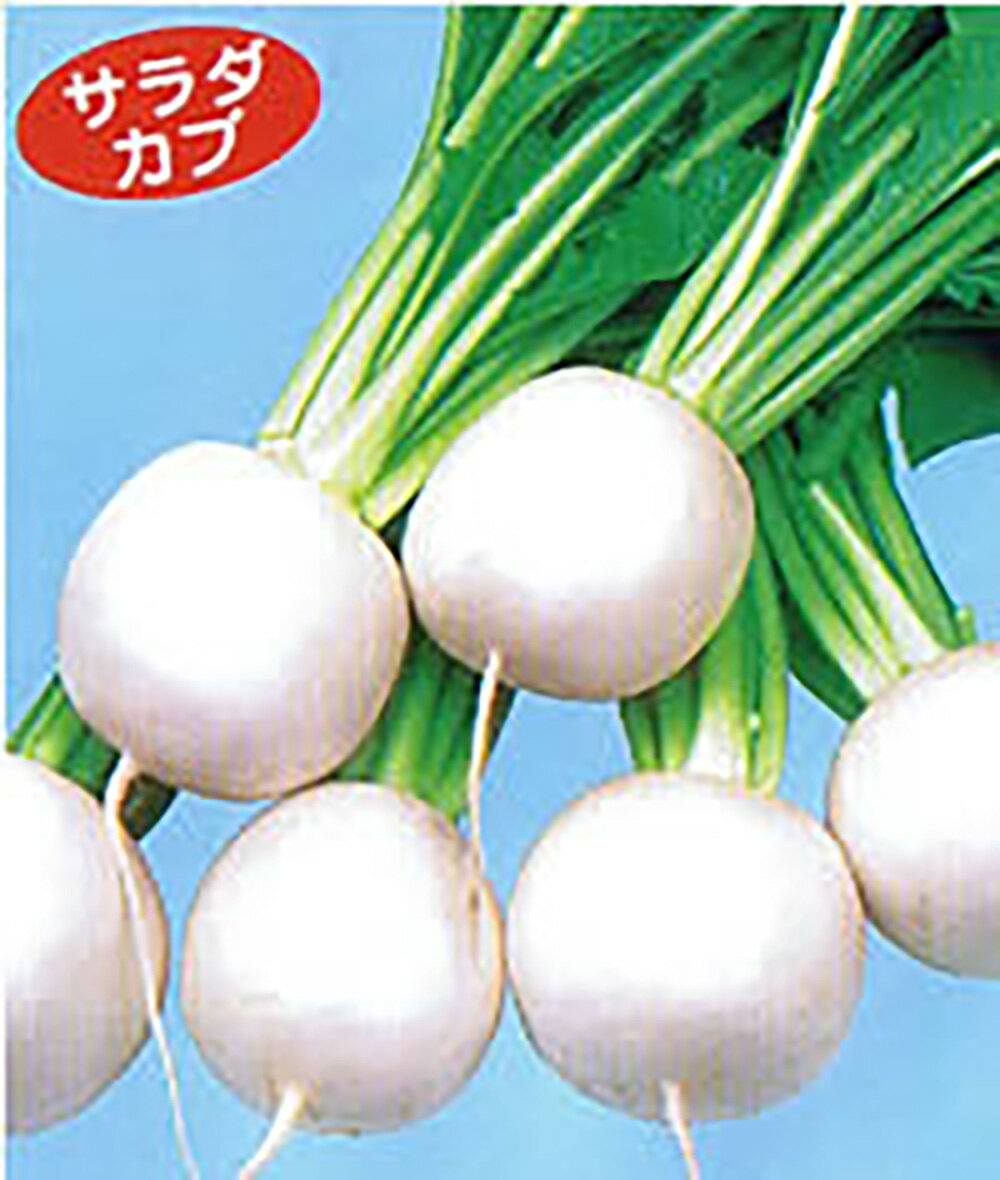 こけし キダネFC 2dl かぶ カブ 蕪 ノウリン交配 【日本農林社 種 たね タネ 】【通常5倍 5のつく日はポイント10倍】