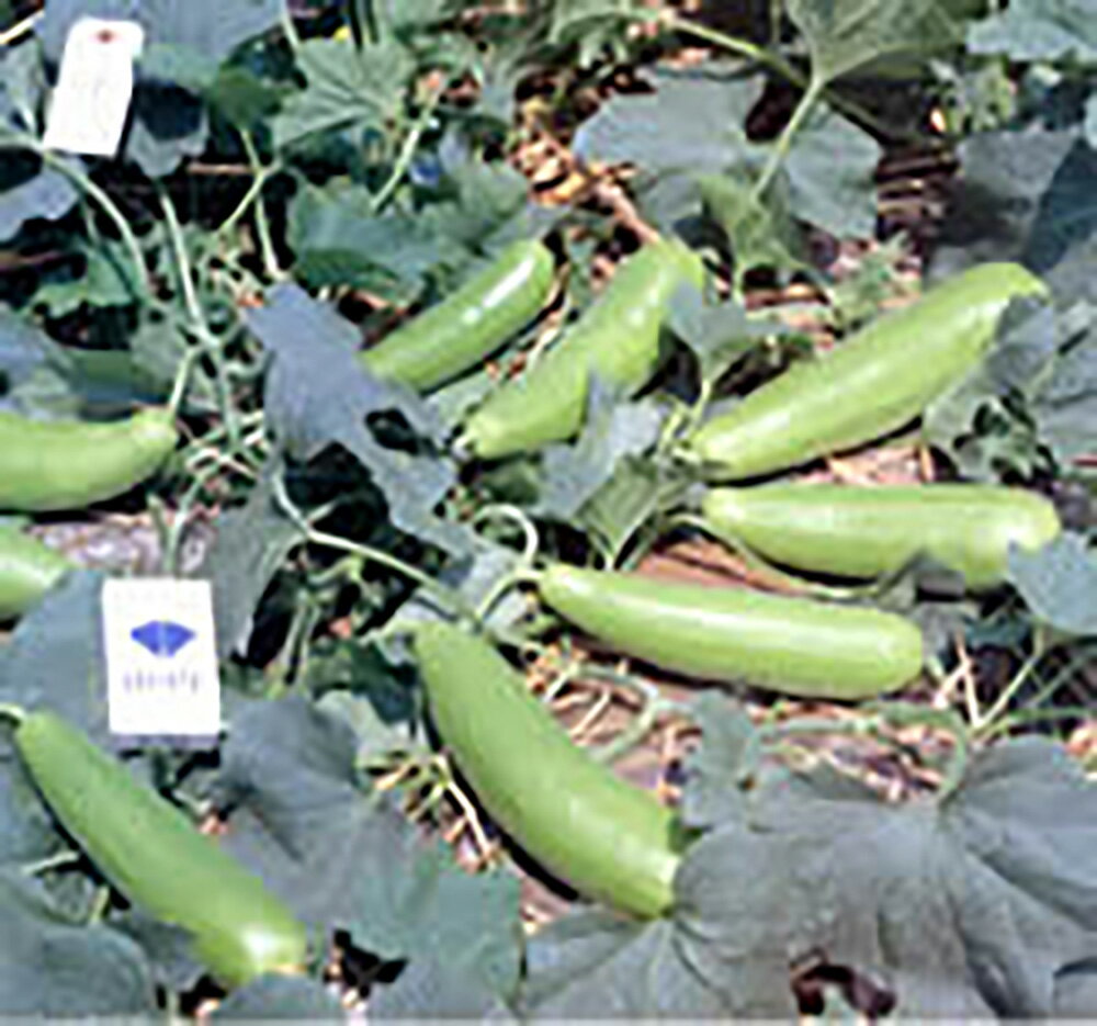 東みどり キダネFC 100粒 瓜 ウリ うり ノウリン交配 【日本農林社 種 たね タネ 】【通常5倍 5のつく日はポイント10倍】