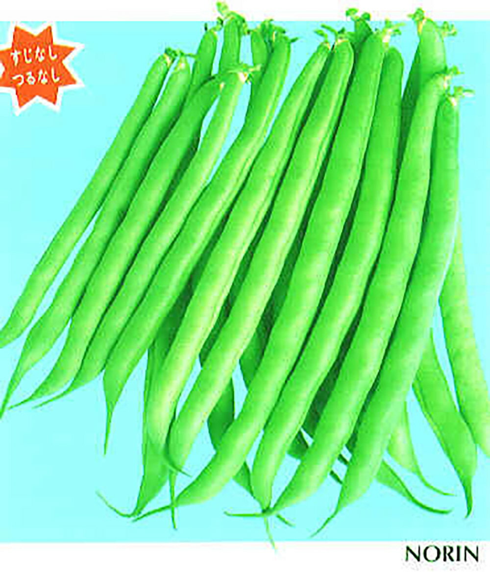 ノウリン 八重みどり2号(つる無) キダネFC 1L 隠元豆 インゲンマメ いんげんまめ【日本農林社 種 たね タネ 】【通常5倍 5のつく日はポイント10倍】