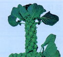 クラスター(芽キャベツ) 2500粒 キャベツ【野崎採種場 種 たね タネ 】【通常5倍 5のつく日はポイント10倍】
