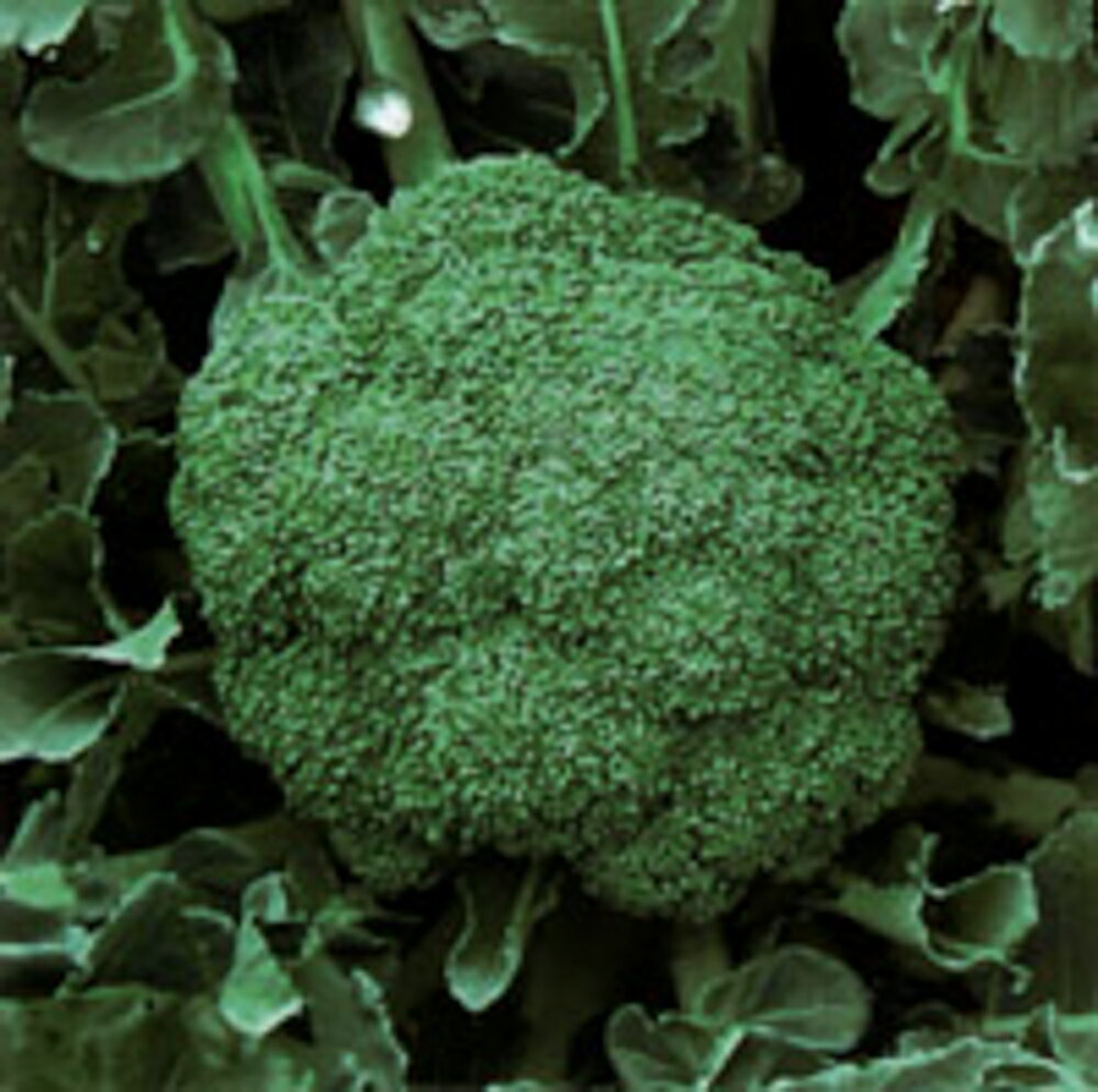 コート種子 N-157 L5(5000粒) ブロッコリー【野崎採種場 種 たね タネ 】【通常5倍 5のつく日はポイント10倍】