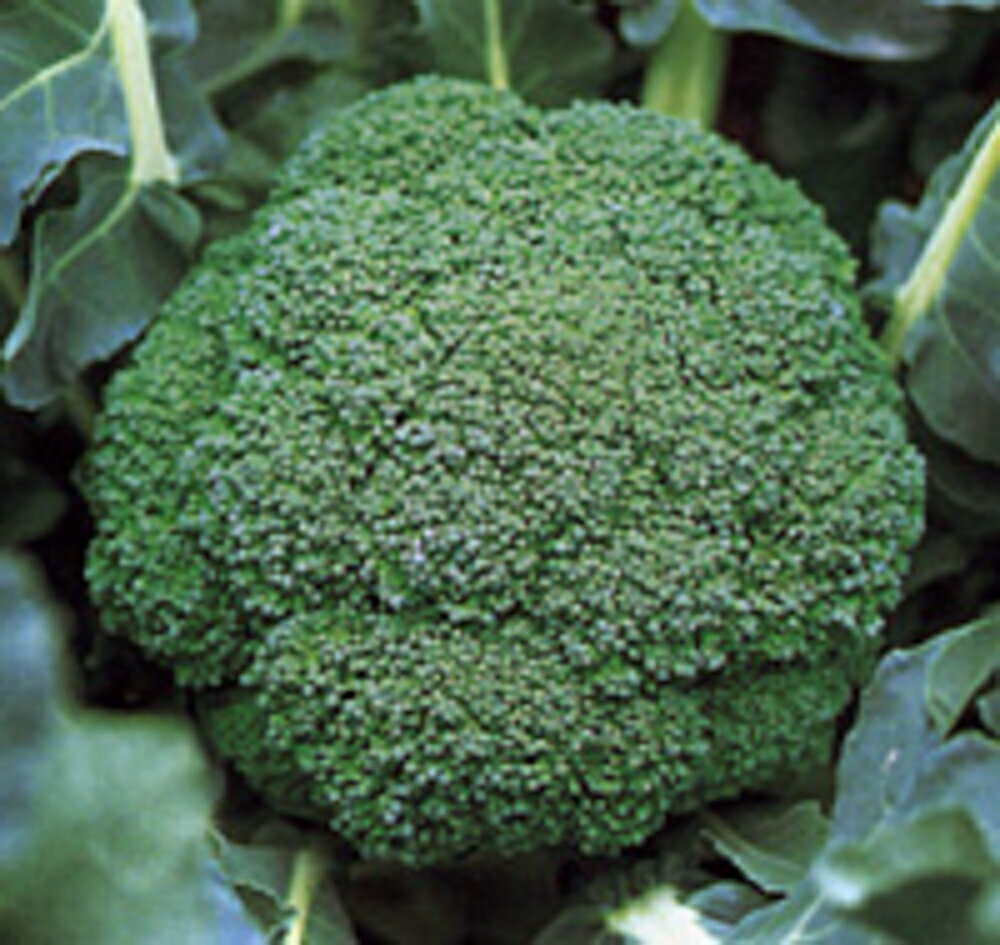 �����ȼ�� N-85 L5(5000γ) �֥��å��꡼�����μ�� �� ���� ���� �ۡ��̾�5�� 5�ΤĤ����ϥݥ����10�ܡ�