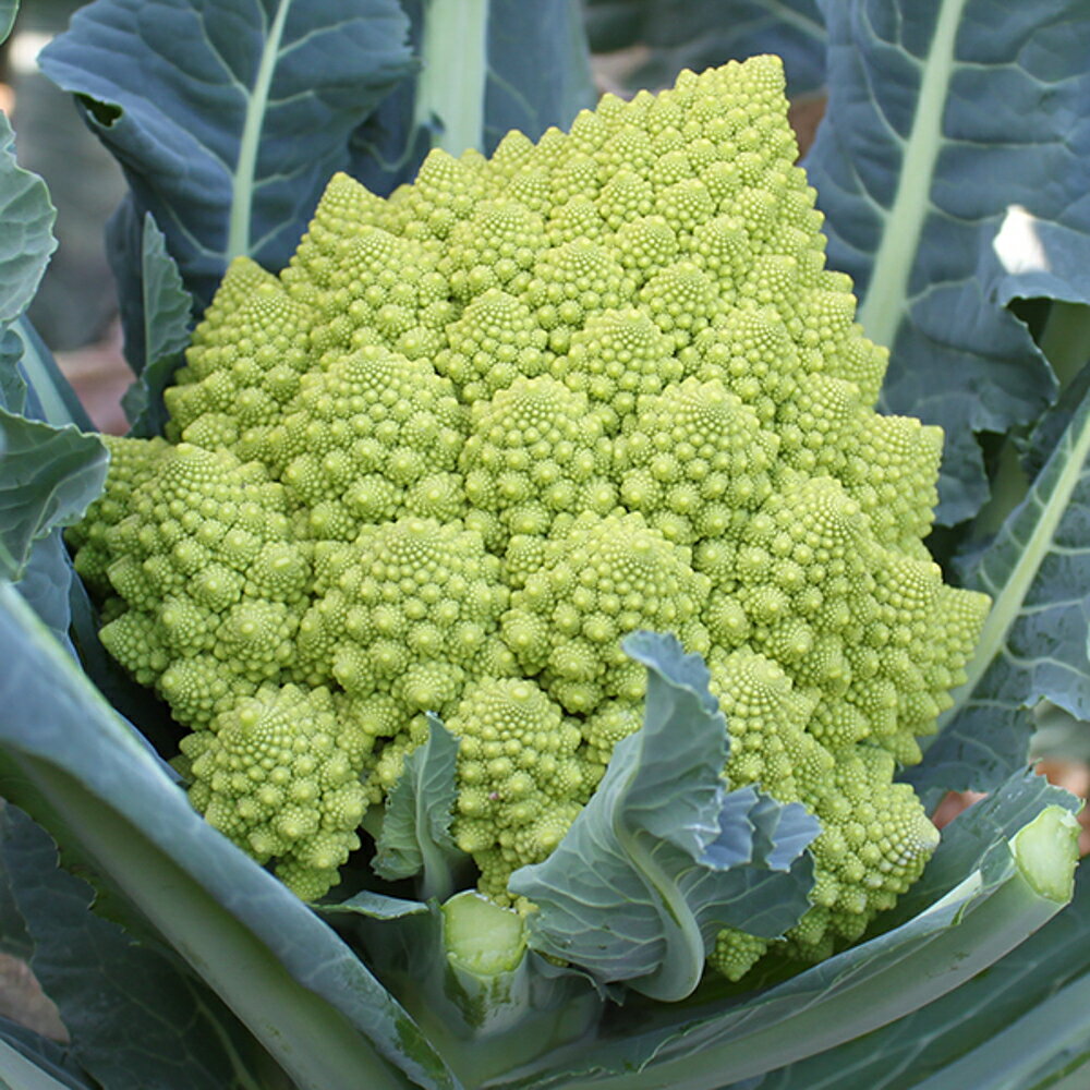 �����ȼ�� �����ޤ�E L1(1000γ) ����ե������μ�� �� ���� ���� �ۡ��̾�5�� 5�ΤĤ����ϥݥ����10�ܡ�