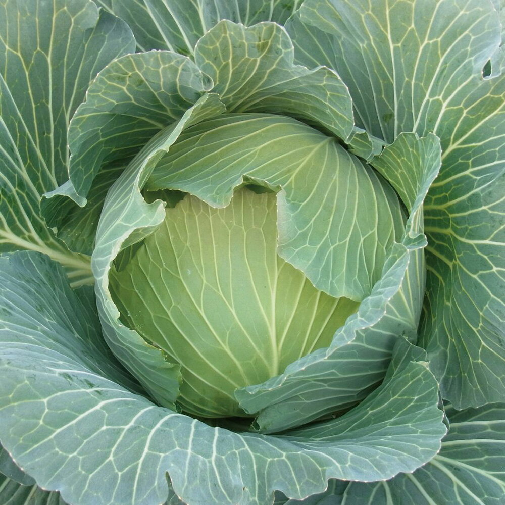 �����ȼ�� �դ椿�� L5(5000γ) ����٥ġ����μ�� �� ���� ���� �ۡ��̾�5�� 5�ΤĤ����ϥݥ����10�ܡ�