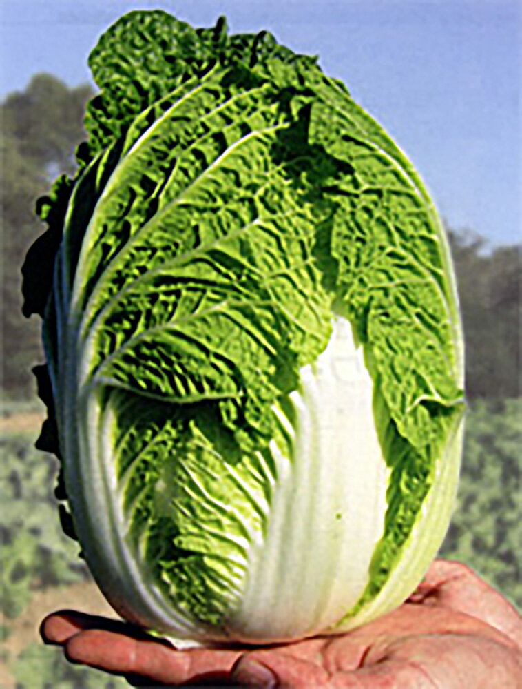 �����ȼ�� �ޤ��� L5(5000γ) ��� �ϥ����� �Ϥ����������μ�� �� ���� ���� �ۡ��̾�5�� 5�ΤĤ����ϥݥ����10�ܡ�