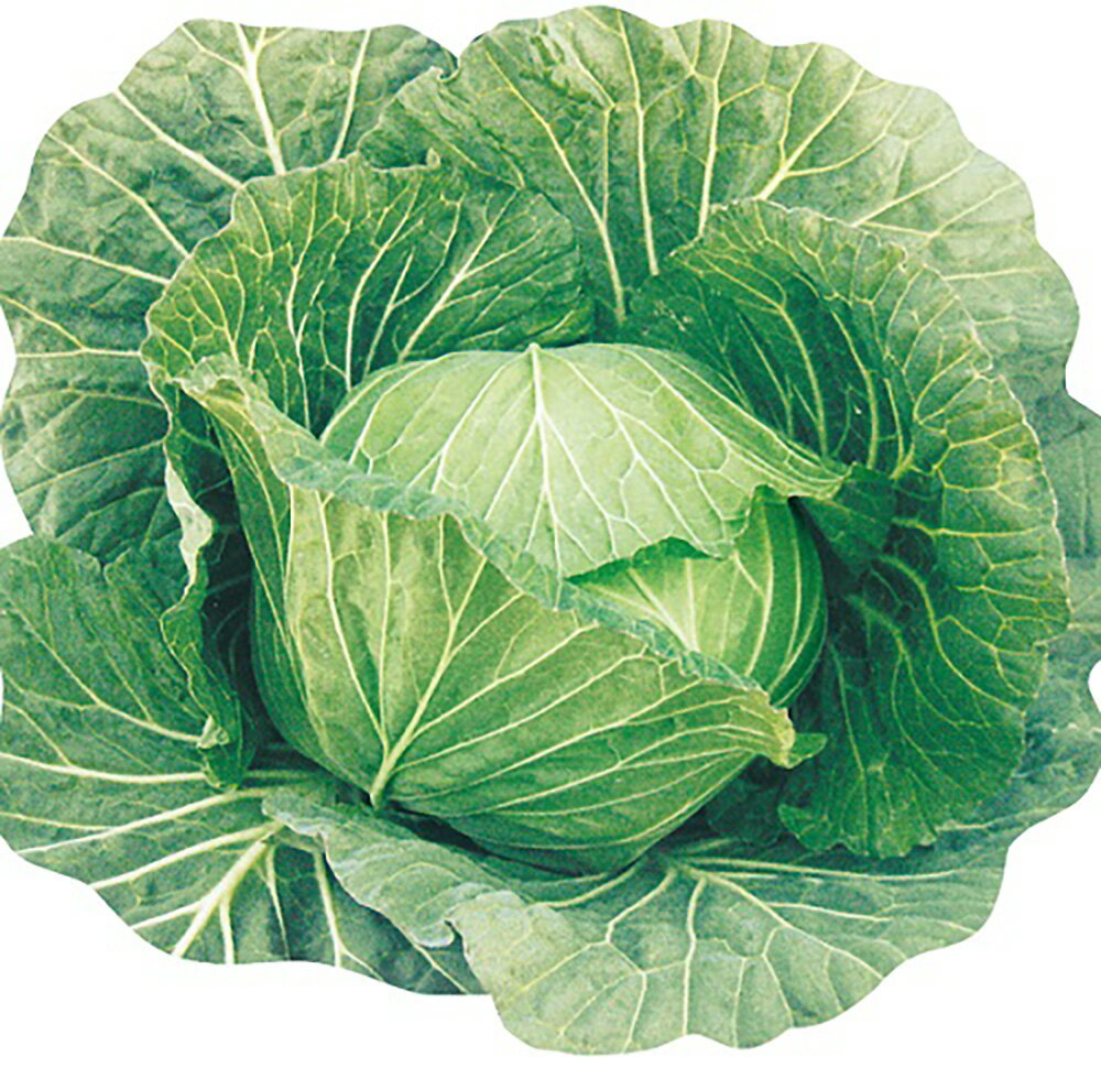 �����ȼ�� �֤����� L5(5000γ) ����٥ġ����μ�� �� ���� ���� �ۡ��̾�5�� 5�ΤĤ����ϥݥ����10�ܡ�