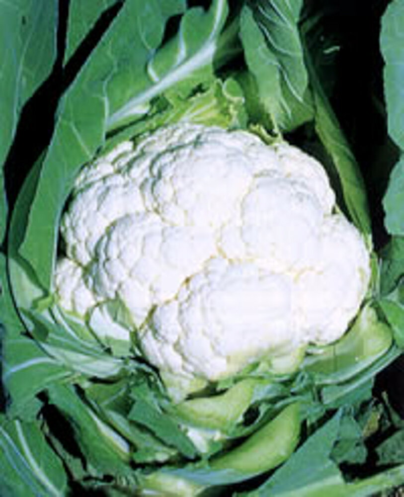 �����ȼ�� ���� L5(5000γ) ����ե������μ�� �� ���� ���� �ۡ��̾�5�� 5�ΤĤ����ϥݥ����10�ܡ�