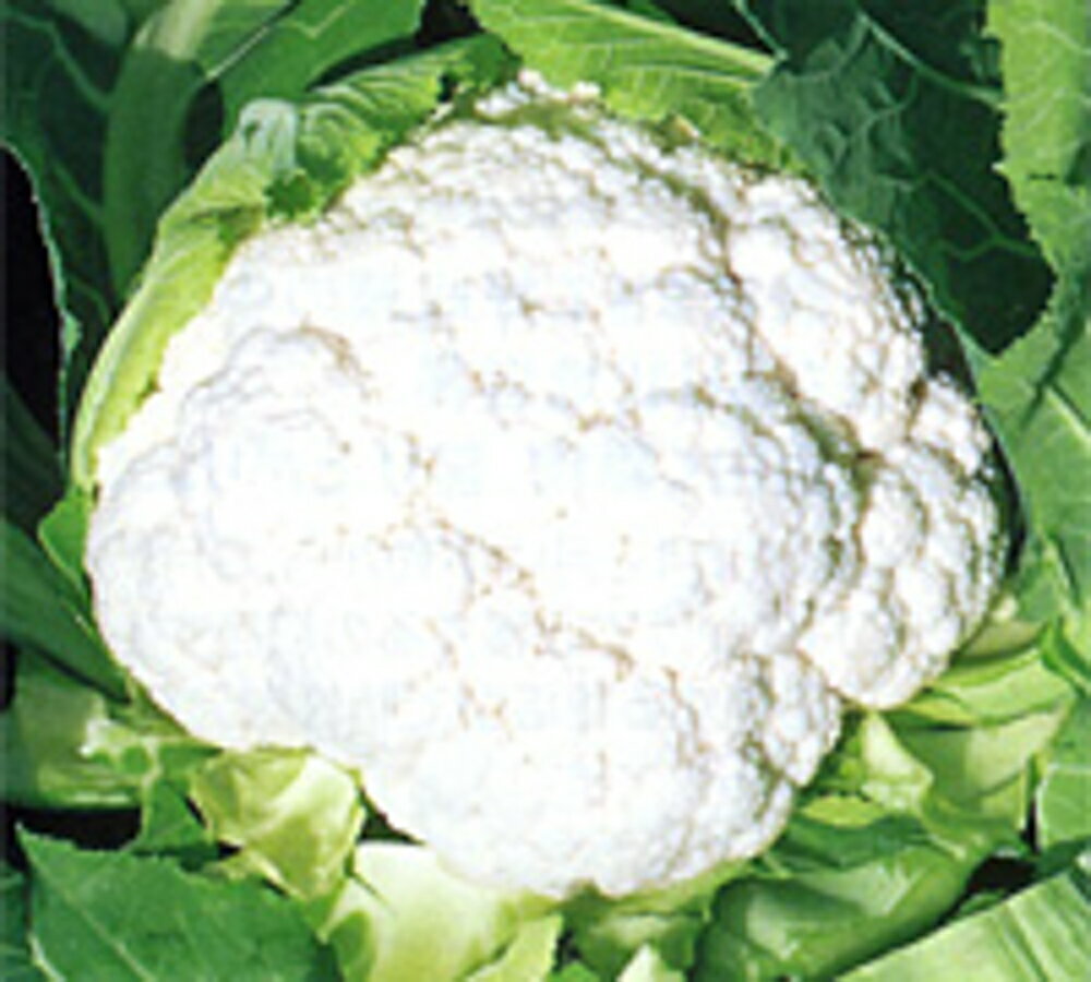 コート種子 珠月 L5(5000粒) カリフラワー【野崎採種場 種 たね タネ 】【通常5倍 5のつく日はポイント..