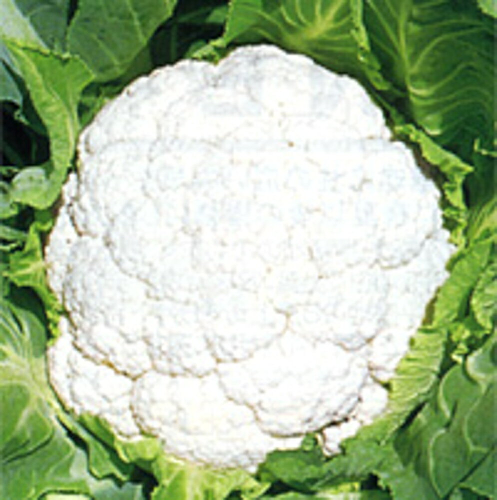 �����ȼ�� �շ� L5(5000γ) ����ե������μ�� �� ���� ���� �ۡ��̾�5�� 5�ΤĤ����ϥݥ����10�ܡ�