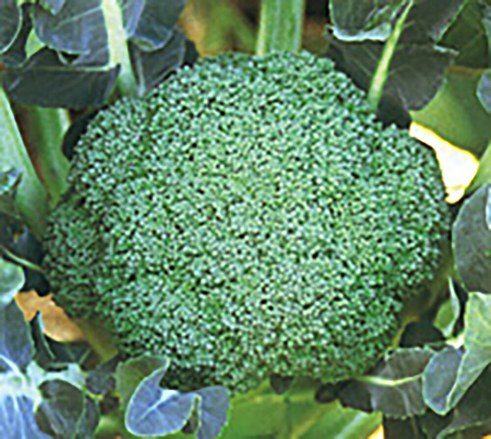 �����ȼ�� ����81 L5(5000γ) �֥��å��꡼�����μ�� �� ���� ���� �ۡ��̾�5�� 5�ΤĤ����ϥݥ����10�ܡ�