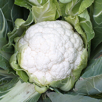 【品切れ 次回2024/05月頃見込み】コート種子 雪月 L5(5000粒) カリフラワー【野崎採種場 種 たね タネ..