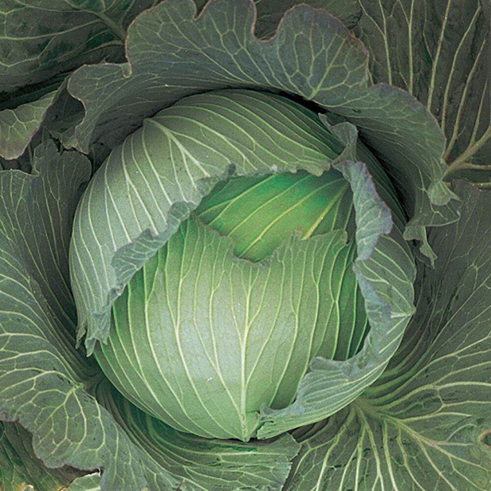 コート種子 冬のぼり L5(5000粒) キャベツ【野崎採種場 種 たね タネ 】【通常5倍 5のつく日はポイント10倍】